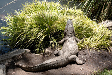 the alligator is hiding behind a bush