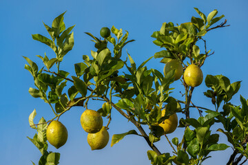 Lemons on a lemon tree against a blue sky. Western Cape. South Africa.