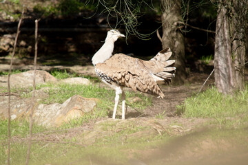this is a side view of an Australian bustard looking over its shoulder