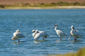 Fototapeta premium African spoonbill (Platalea alba) flock in a natural lake in the Nuwejaars Wetlands. Overberg, Western Cape. South Africa.