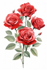 Naklejka premium Rose flower plant red.