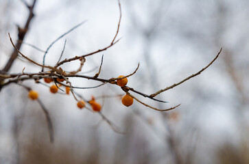 A delicate branch with vibrant orange berries. A serene winter close-up of a thin branch with bright orange berries, shot from a shallow angle, against a soft blurred background.