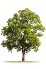 Tree plant white background tranquility.