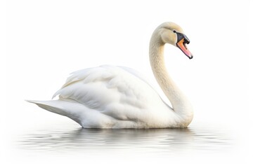 Swan bird animal white.