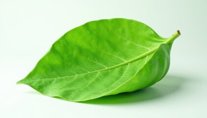 Obraz premium Intact green cocoa leaf, smooth surface, pure white backdrop, foliage, isolated, agriculture