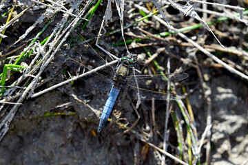 Großer Blaupfeil // Black-tailed skimmer (Orthetrum cancellatum)