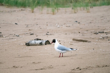 
a black-headed gull standing on a sandy beach with various rubbish in the background.