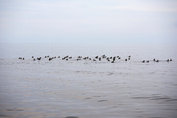 
a large flock of birds swimming in shallow water near the seashore.