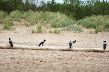 
tree trunk on which several crows are sitting on a sandy beach, with a green forest in the background.