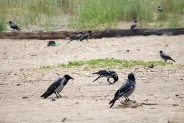 
a flock of several crows bustling about on a sandy shore in search of food.