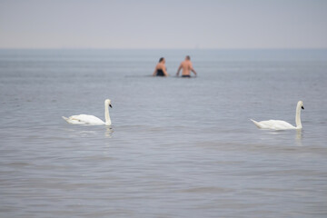 
two swans swim peacefully in the sea, a short distance from two swimmers.