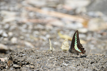 *Close-up side view of a Graphium sarpedon connectens*