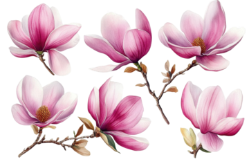 A group of pink magnolia flowers isolated on white background