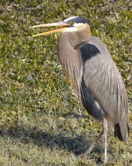 Majestic Heron on Grassy Field