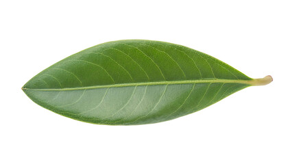 Obraz premium green leaf with visible veins and smooth texture isolated on background for natural and botanical design 