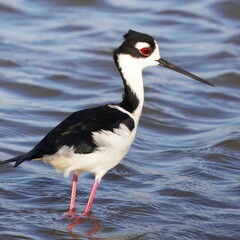 Black-necked Stilt in Calm Waters