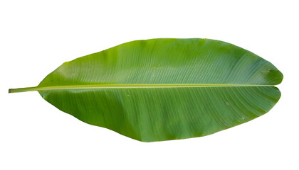 Fototapeta premium large green banana leaf with detailed texture on isolated background 