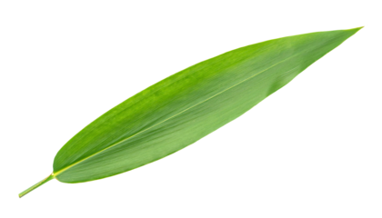 long green leaf with smooth texture and natural veins on isolated background
