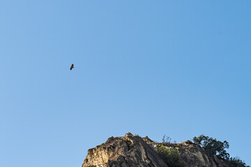 an eagle flying over the top of a mountain against a blue sky.