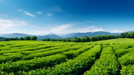 Lush green tea field stretches out in a sweeping panoramic vista under a clear blue sky  The verdant foliage and flourishing plants create a serene
