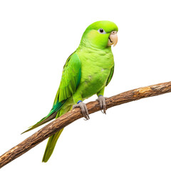 Fototapeta premium vibrant green parrot perched on branch, showcasing its colorful feathers and curious expression. This lively bird adds touch of nature beauty to any setting