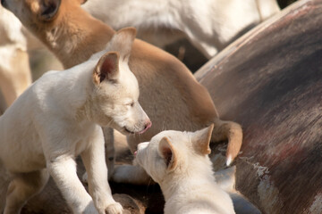 the two dingos are checking each other out