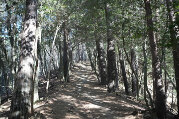 Obraz premium Scenery of mountain trail of Mt.takazuyasan in Komagane City, Nagano Prefecture.