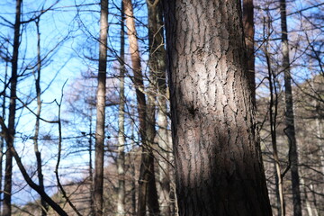 Scenery of mountain trail of Mt.takazuyasan in Komagane City, Nagano Prefecture.