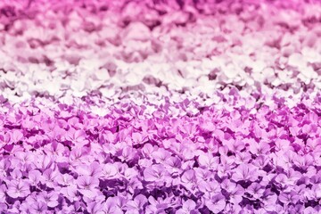 Obraz premium Floral Field Gradient: A field of flowers transitioning from deep purple at the forefront to soft pinks and whites in the background.
