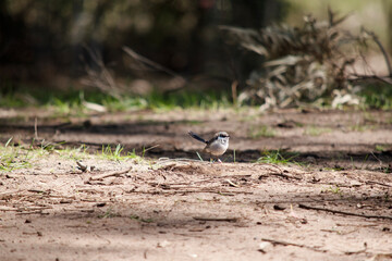 the female fairy wren is looking for food