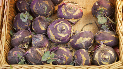 Many nice kohlrabi cabbages in a wicker basket