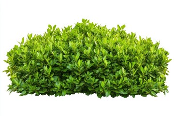 Fototapeta premium Lush green shrub, garden plant, isolated on white, landscaping design