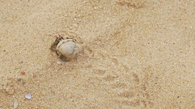 A hermit crab appears on a sandy beach, leaving trails in the soft sand as it explores its surroundings during a serene sunset. The beach setting highlights the tranquility of nature.