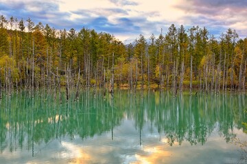 Reflection of the Blue Pond (Aoiike) in Biei, Hokkaido, autumn, morning light on a beautiful sky day.