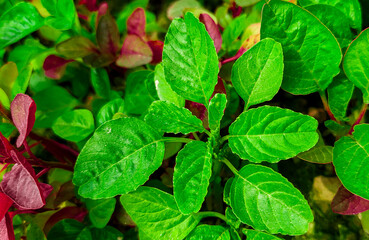 Red and green vegetables in the home garden.