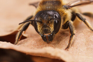 Facial closeup on a female Willughby's leafcutter bee, Megachile willughbiella