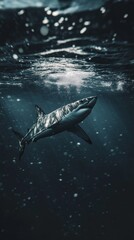 Fototapeta premium A great white shark navigates the depths of the ocean with elegance, sunlight filtering through the water, creating enchanting patterns