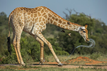 Giraffe drinking water in the Kruger National Park