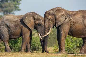 Elephants clashing heads in the Kruger National Park
