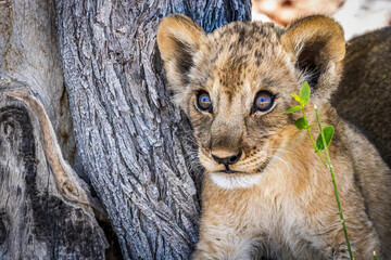 portrait of a lion cub
