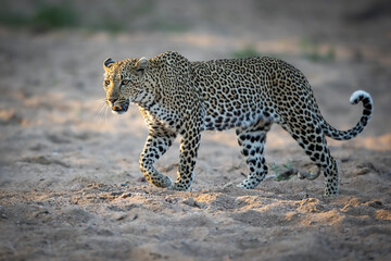 Beautiful Leopard in the river bed in the Kruger National Park