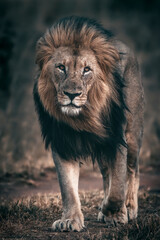 Lion staring into the camera 
