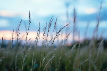 Fototapeta premium Close-up of grass in field during sunset with blurred background.