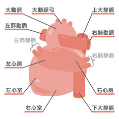 Obraz premium 心臓の構造イラスト 背面1