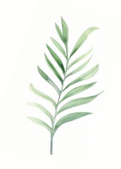 Fototapeta premium Jungle plant leaf nature.