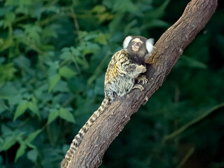 the marmoset is climbing a tree
