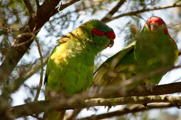 the two musk lorikeets are sharing a branch