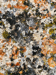 Fototapeta premium Close-up macro photo of Lichens on stone in Altai natural environment.
