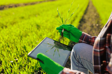 a female farmer holding a sprout of wheat with a tablet in her hands inspects the green field....