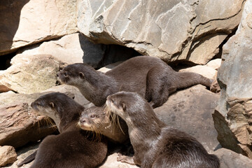 this is a family of Asian small clawed otters